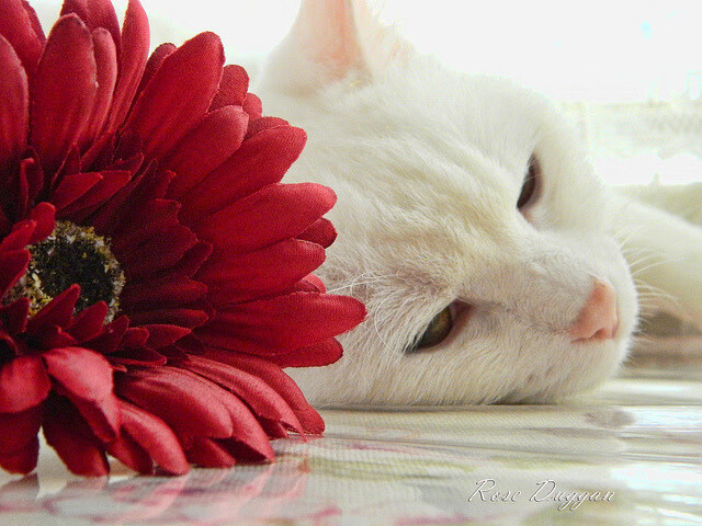 开云中国-中国足球超级联赛首次引入人工智能裁判系统，足球 人工智能