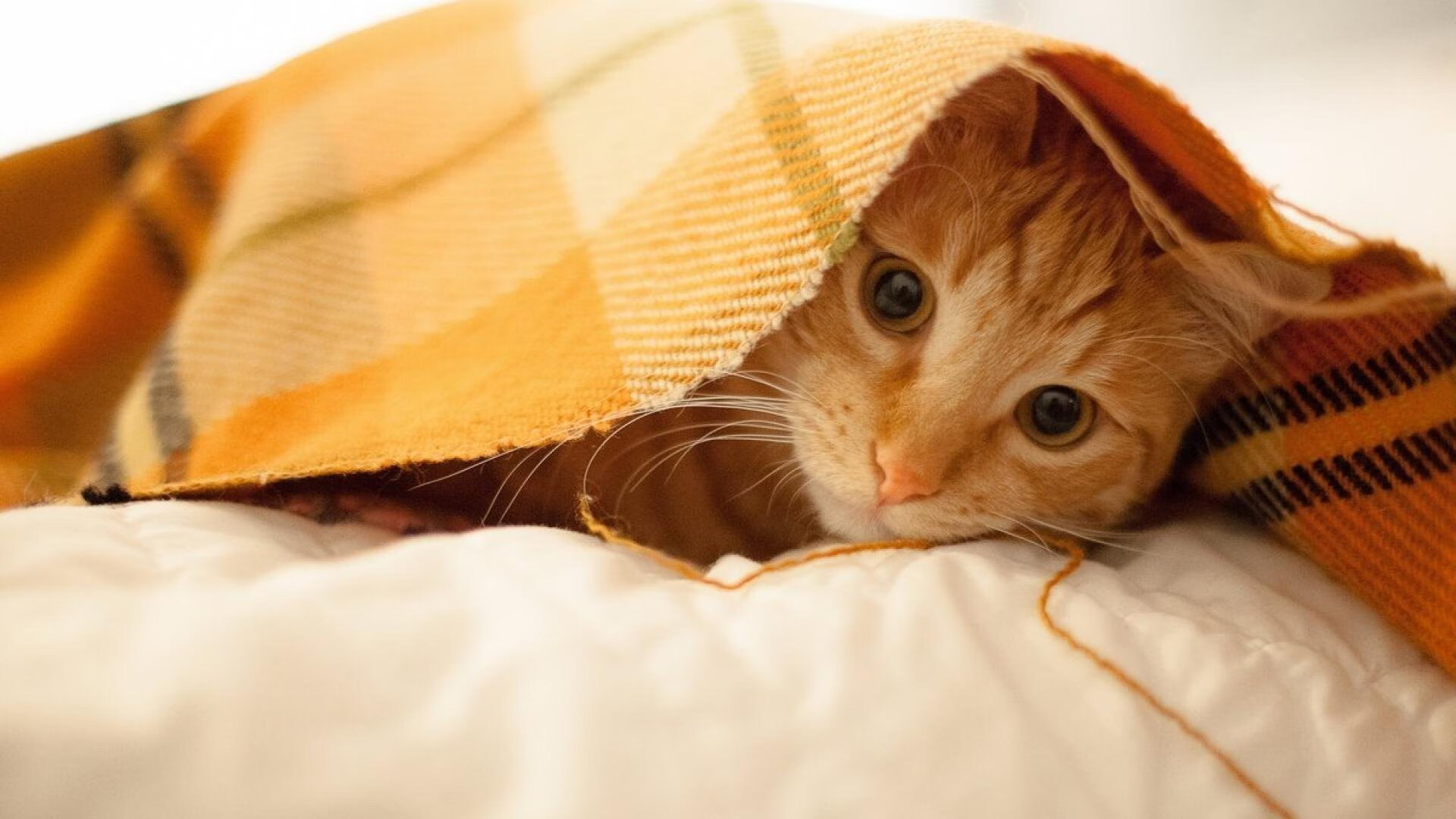 球星魅力:场上场下的多重角色解读,场上球员