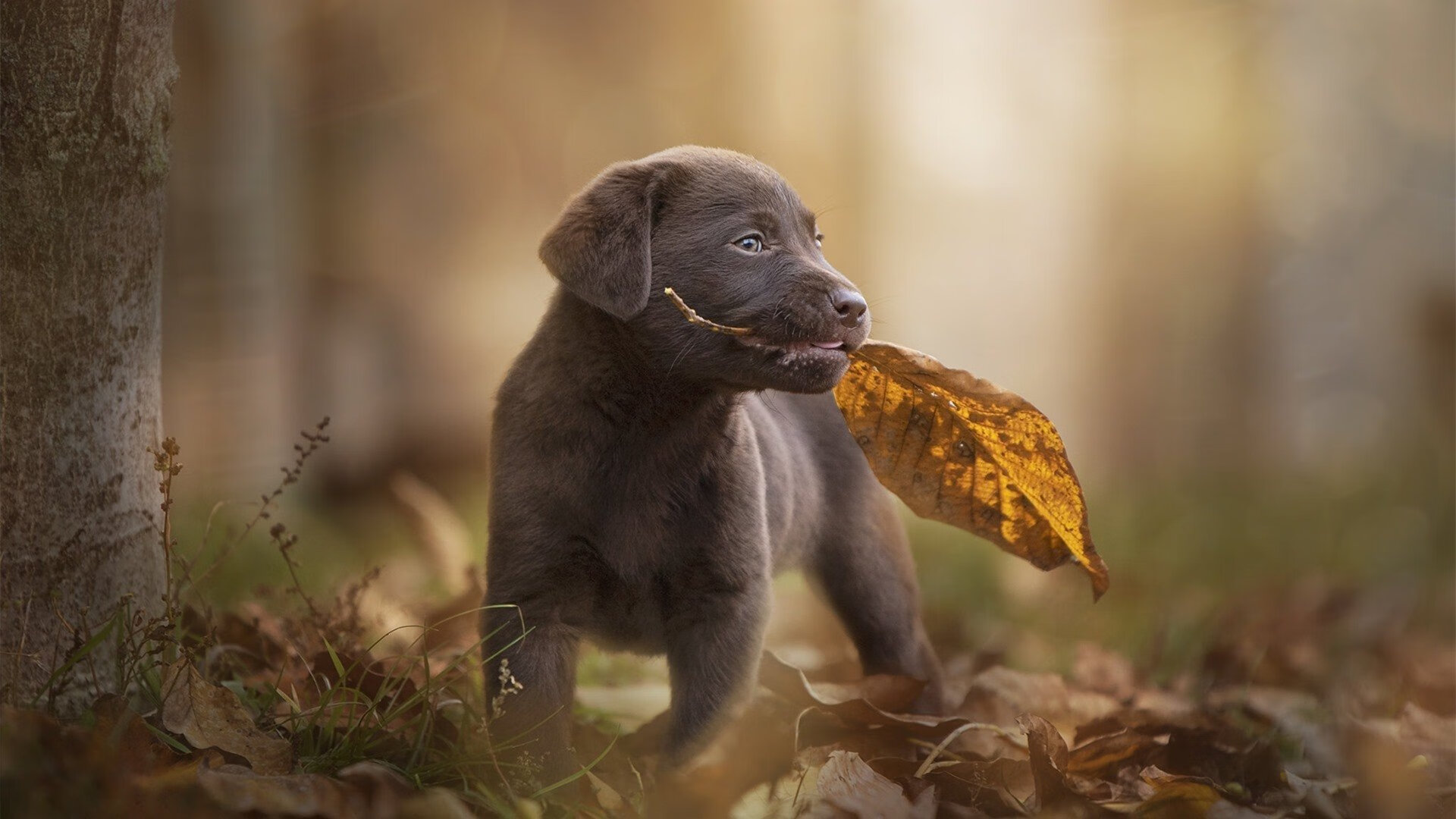 高校篮球联盟推动青少年素质教育,体育+教育开启“双赢”局面,青少年篮球发展联盟学费