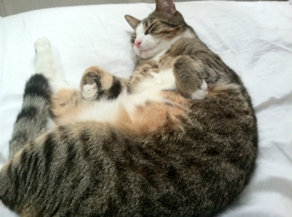 朗斯主场试图破门却不利踢皮,球队进攻乏力,朗斯球队实力怎么样