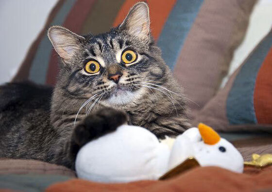 Kaiyun(中国)开云-罗马继续保持不败，本赛季表现稳定，罗马上赛季进欧冠了嘛