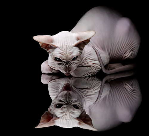 Kaiyun APP-罗马中场球员公开挑战主帅战术，或引发内部矛盾，罗马中场核心