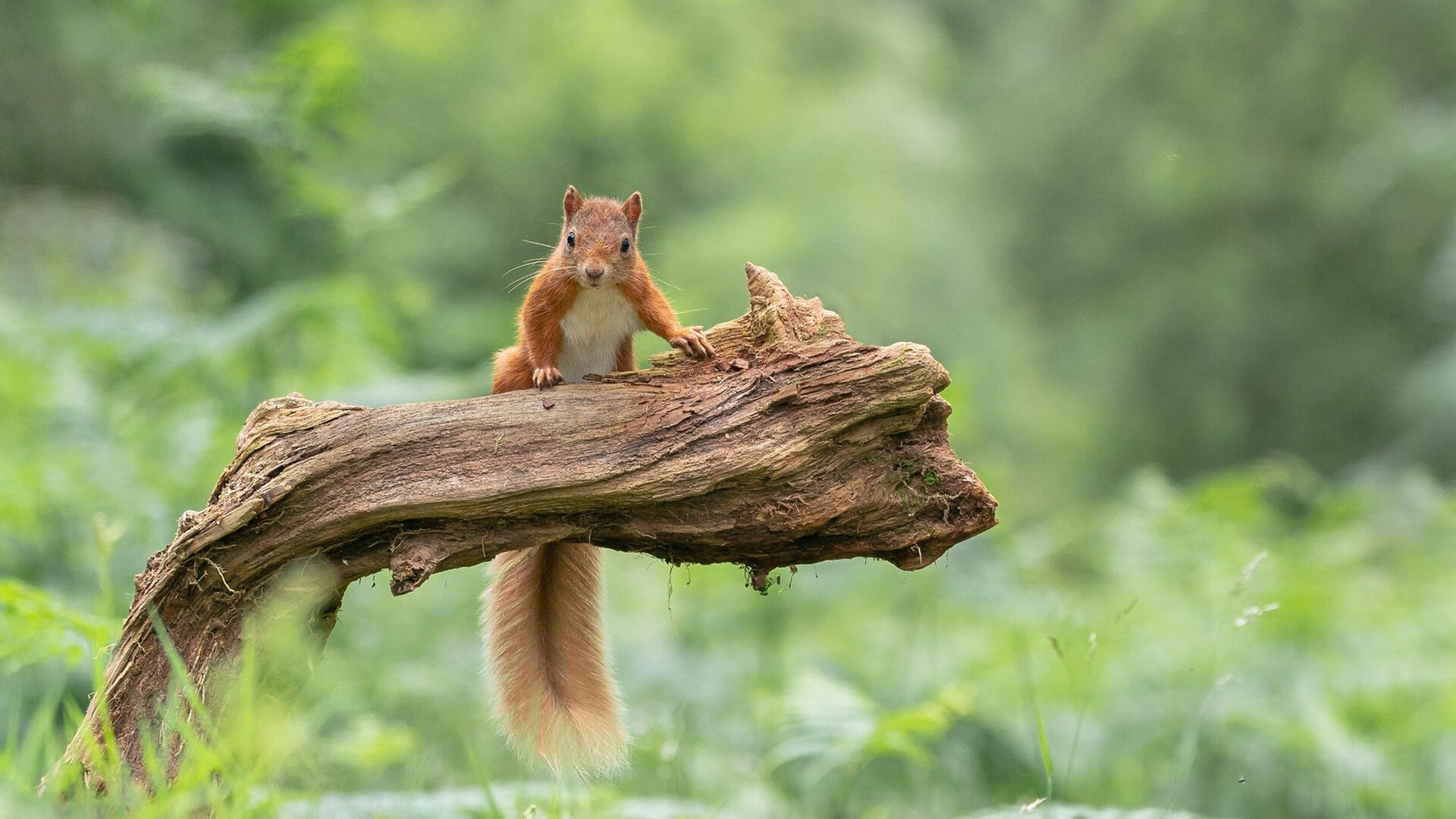开云官方网页登录-西班牙人遭逆转惨败，保级形势岌岌可危，【解读】西班牙人要保级