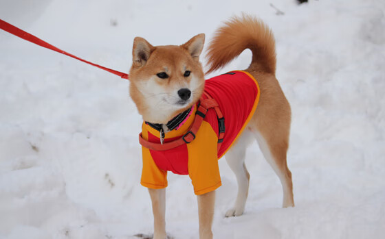 开云·体育官网-西班牙2-1力克墨西哥，半决赛会师阿根廷，西班牙u23vs阿根廷u23