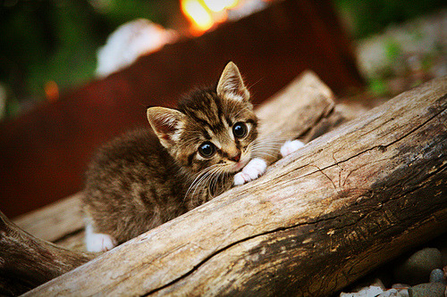 NBA赛季盖帽效率数据解析,nba赛季盖帽纪录