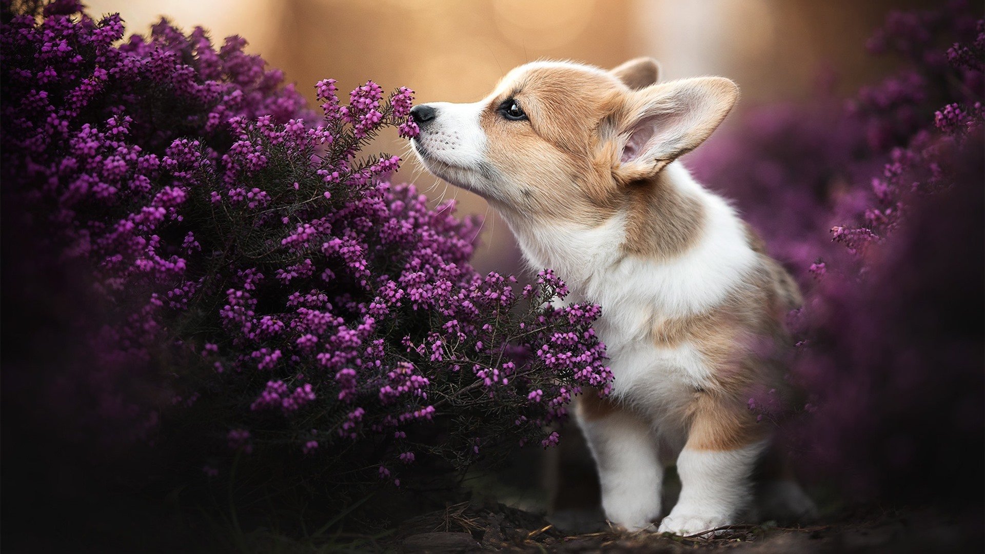 kaiyun体育app-中超俱乐部区域分布密度研究，中超俱乐部价值