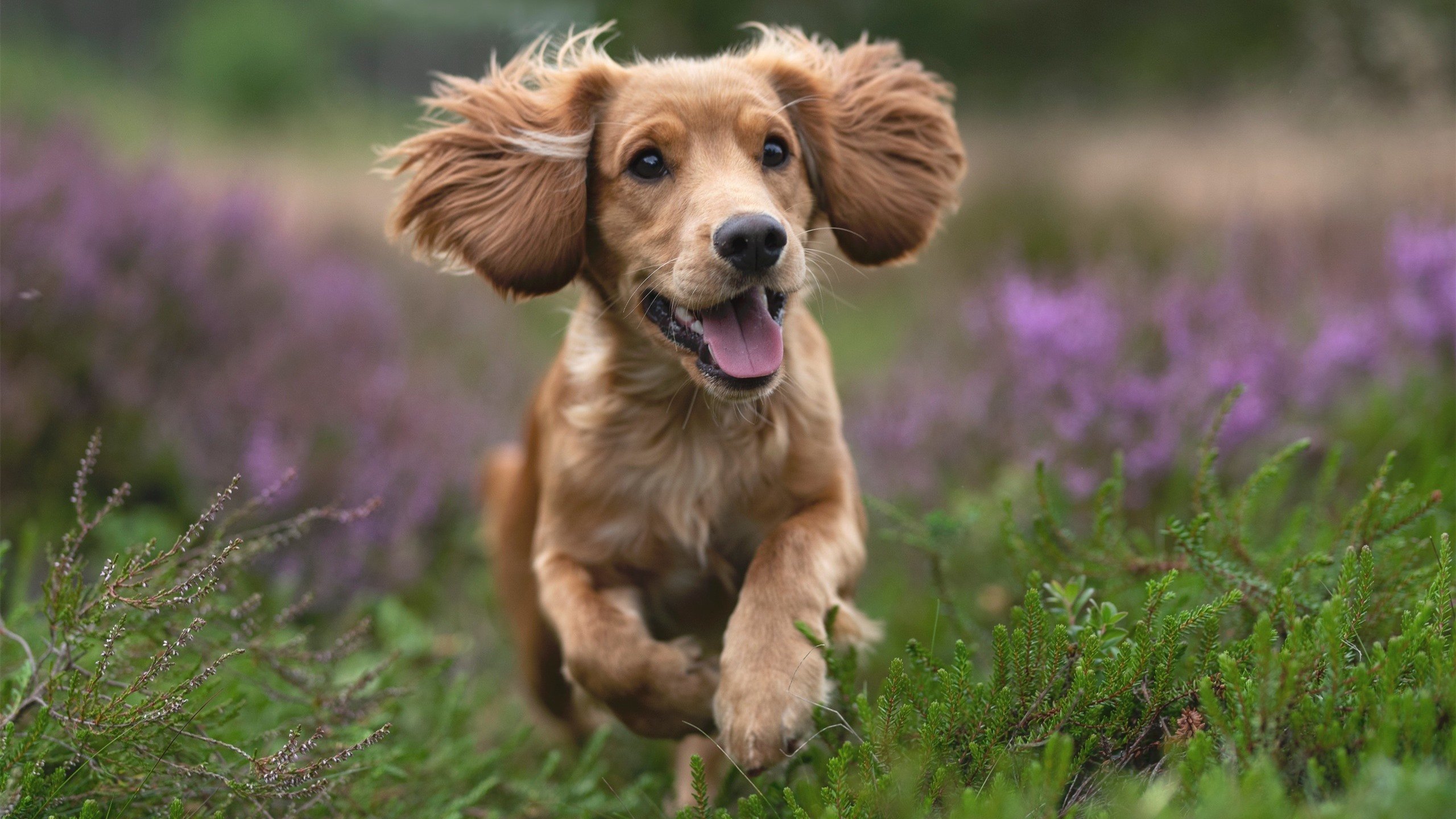 全国赛艇青少年组江西队奋勇争先,2020年全国赛艇青年锦标赛直播