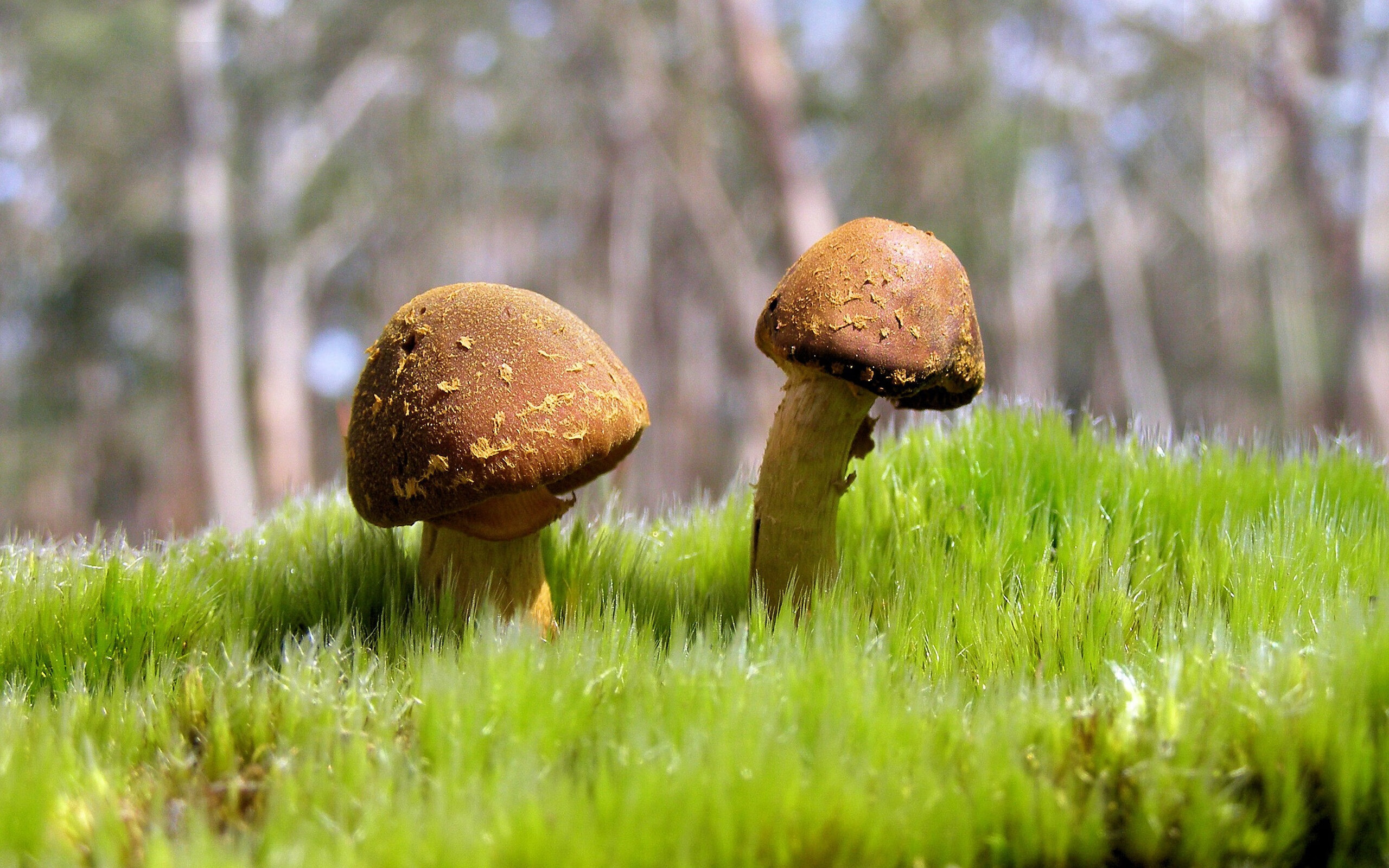 kaiyun中国官方网站-中国三人篮球男队注重心理素质培养，中国三人篮球男队注重心理素质培养吗