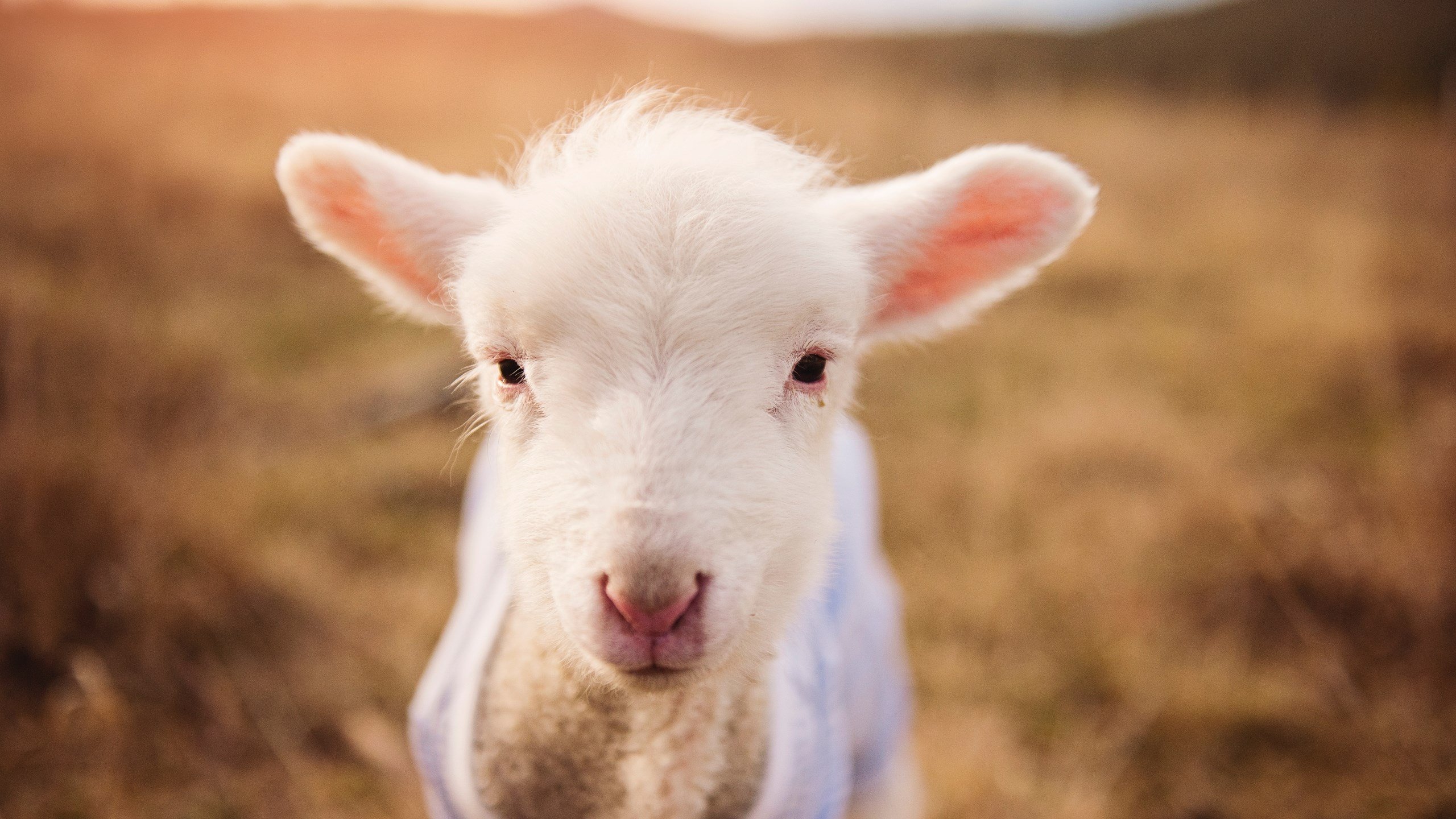 全运会筹备工作进入冲刺阶段,全运会备战方案