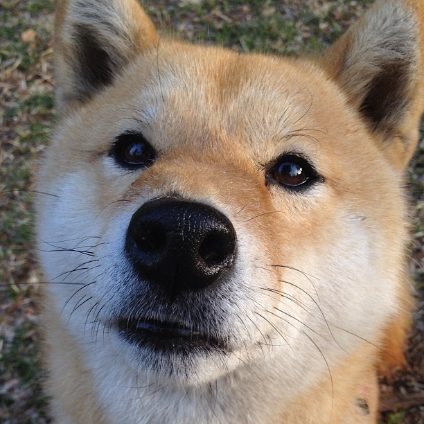 澳大利亚队的未来发展:如何加强与世界顶级教练的合作,澳大利亚队球员