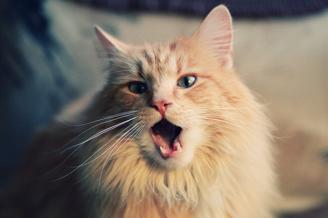 开云官方-CBA球队试训机制开放面向全国招募潜力球员扩展阵容，cba 训练