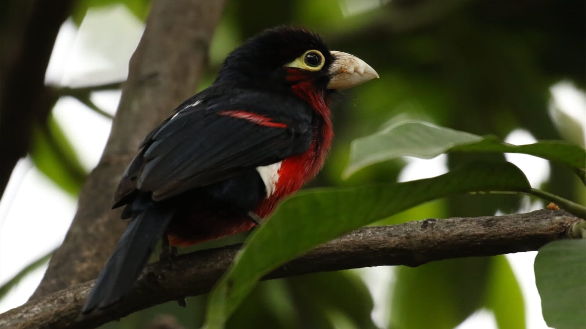 kaiyun官方网站-“尼古拉斯·桑特基：阿根廷美洲狮队的后场指挥官，未来展现更强实力”