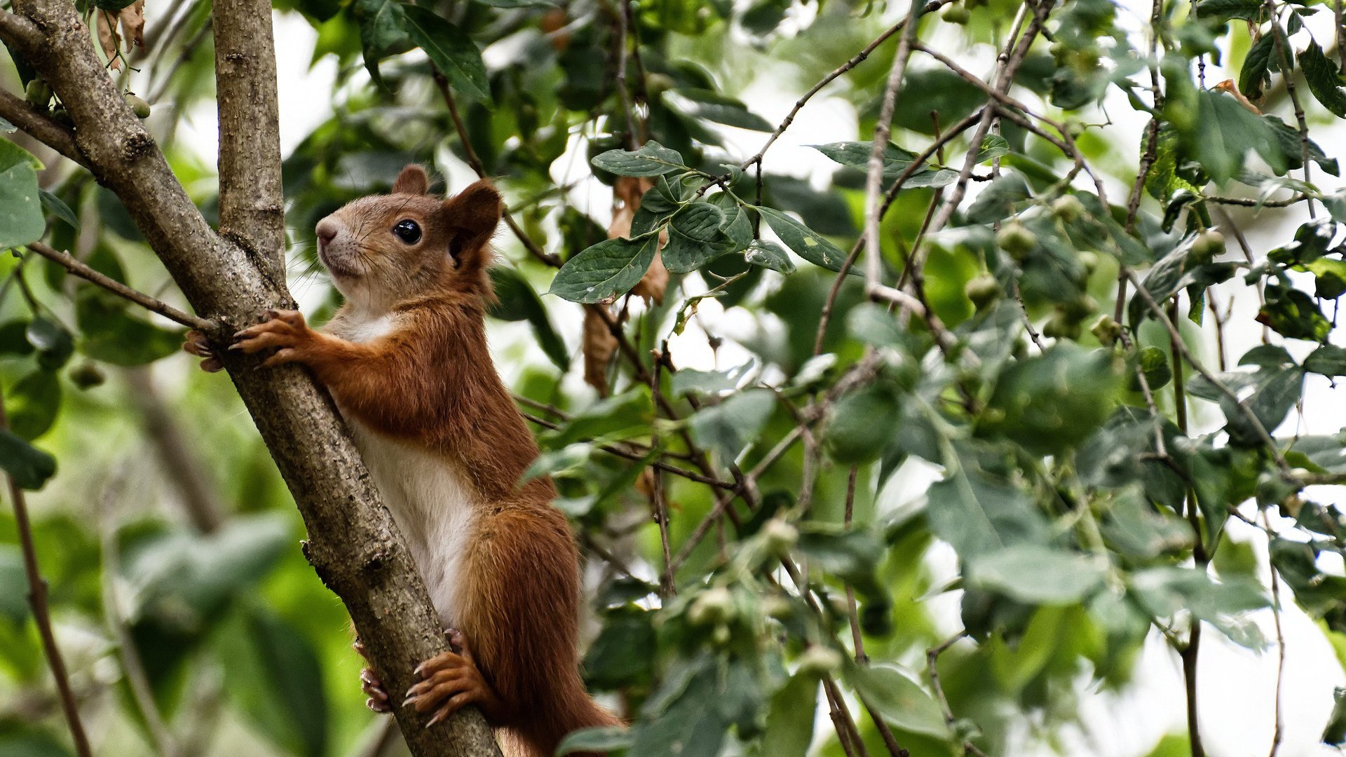 开云·Kaiyun网页版-中国足球职业联赛推动俱乐部开展城市公益行，中国足球协会2020行动计划