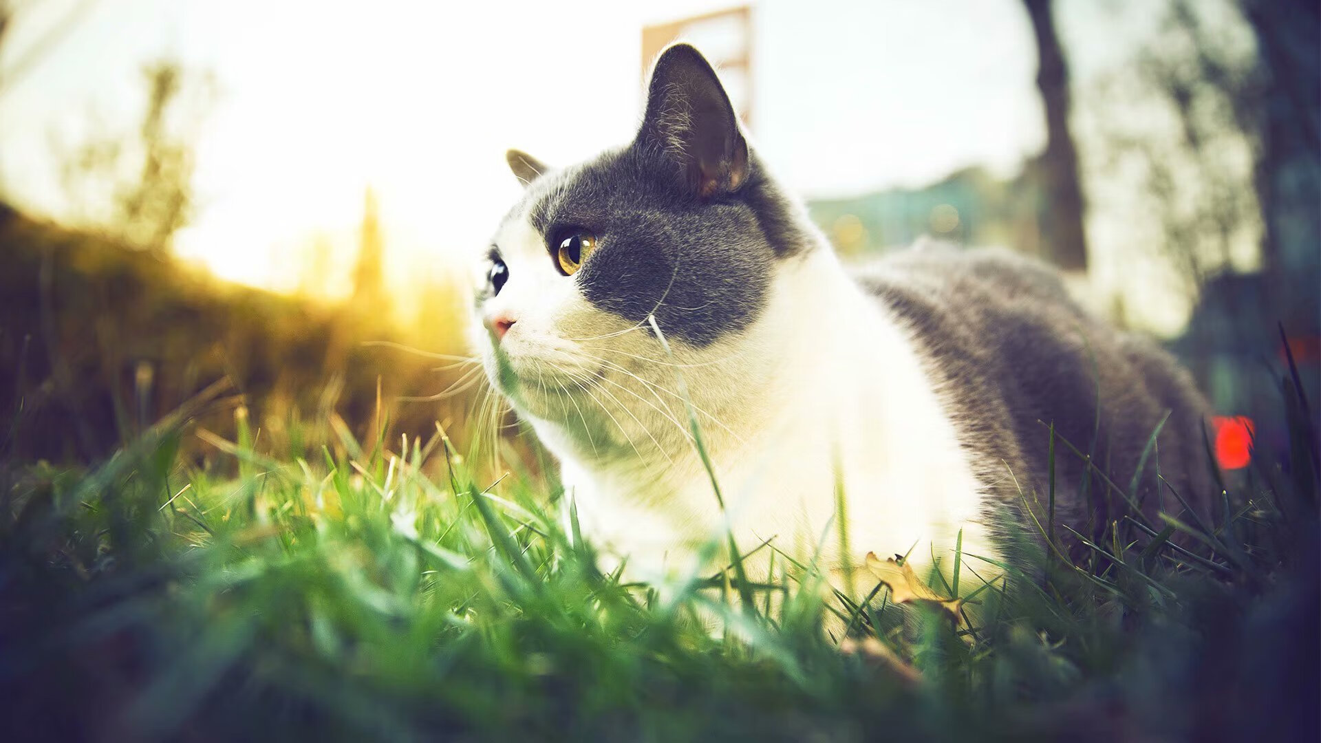 kaiyun开云·官方网站-德甲战术盛宴：变化莫测，精彩纷呈！，德甲格局