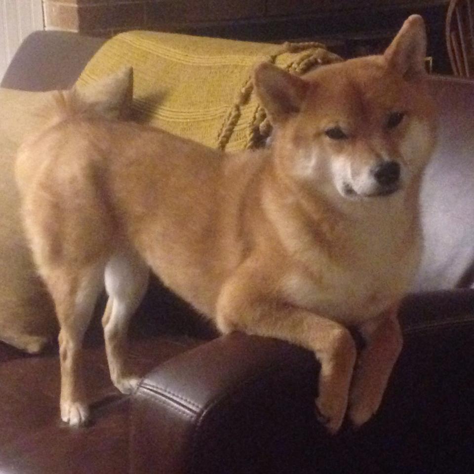 独行侠官方晒出球员搞笑花絮引热议，独行侠 选秀