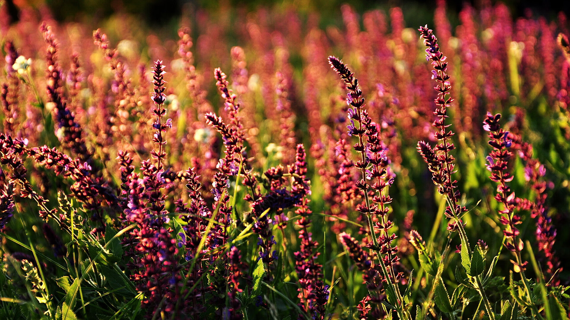 蝶泳项目吉尔吉斯斯坦新秀崭露锋芒,吉尔吉斯斯坦滑雪